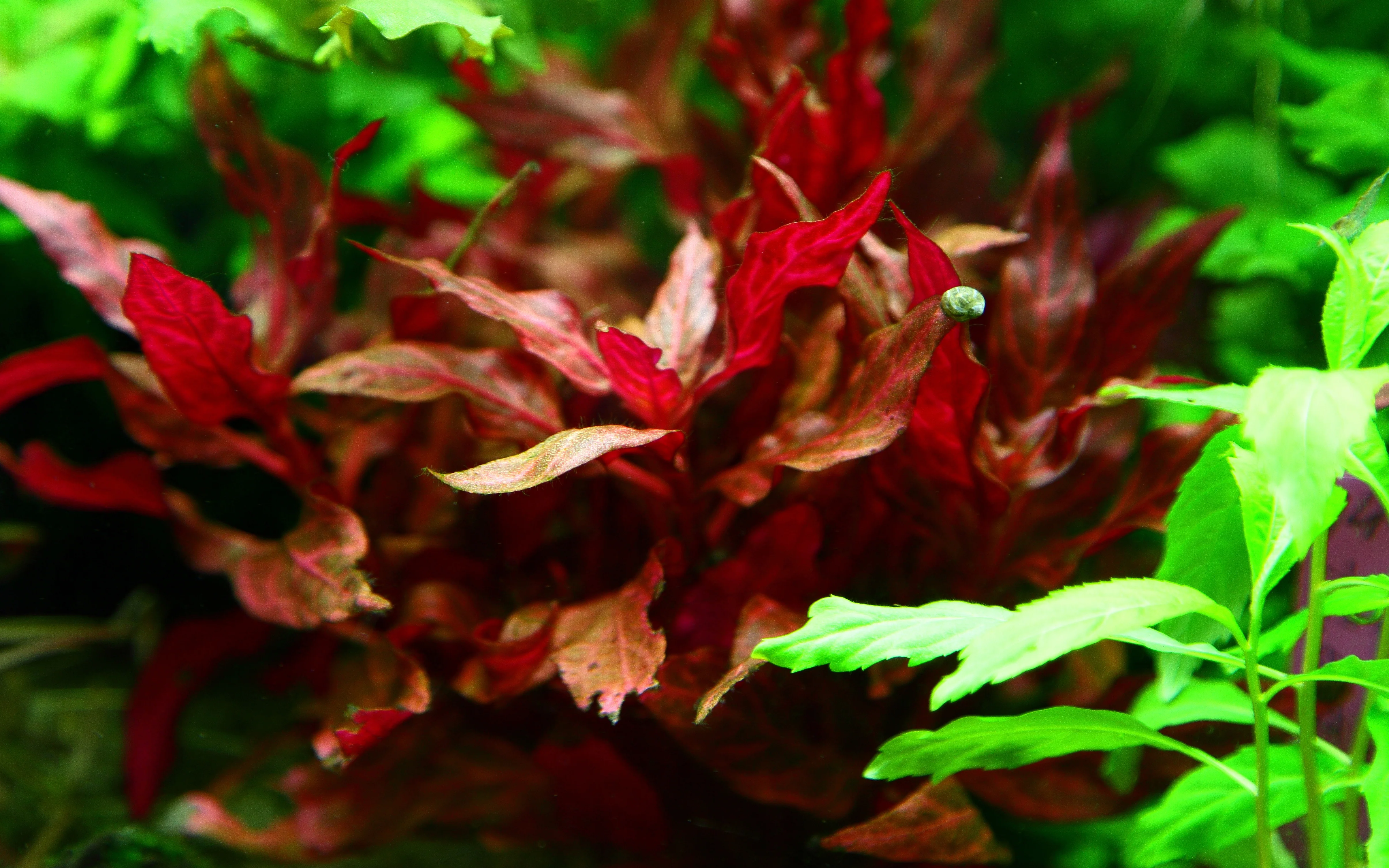 Alternanthera reineckii Rosanervig Tropica - Image 3