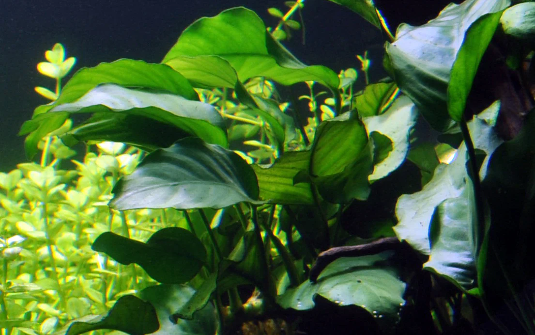 Anubias barteri var. barteri Aquafleur - Image 3