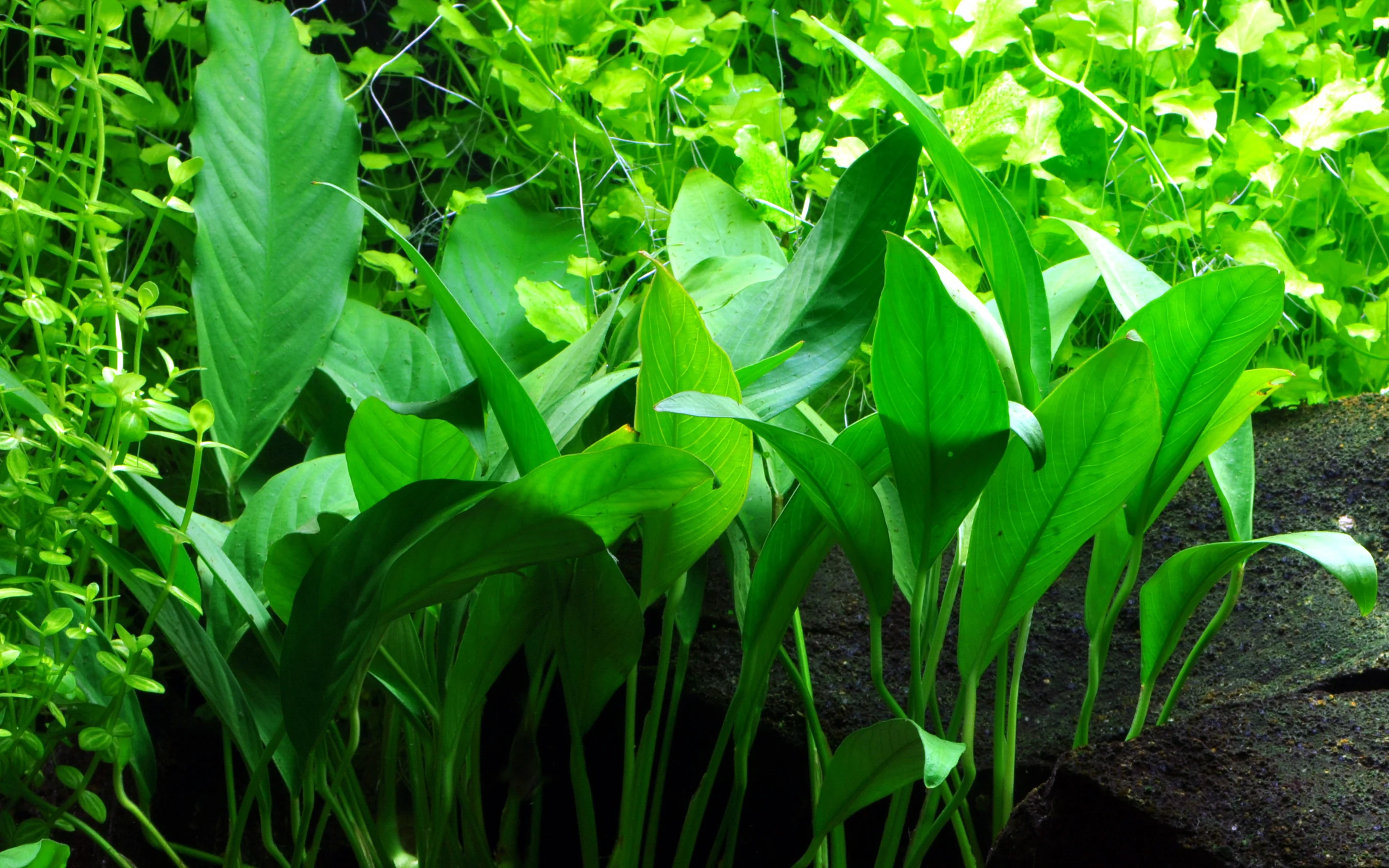 Anubias minima AQUADIP - Image 4