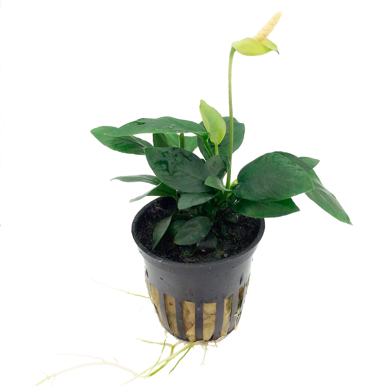 Anubias nana AQUADIP - Image 3