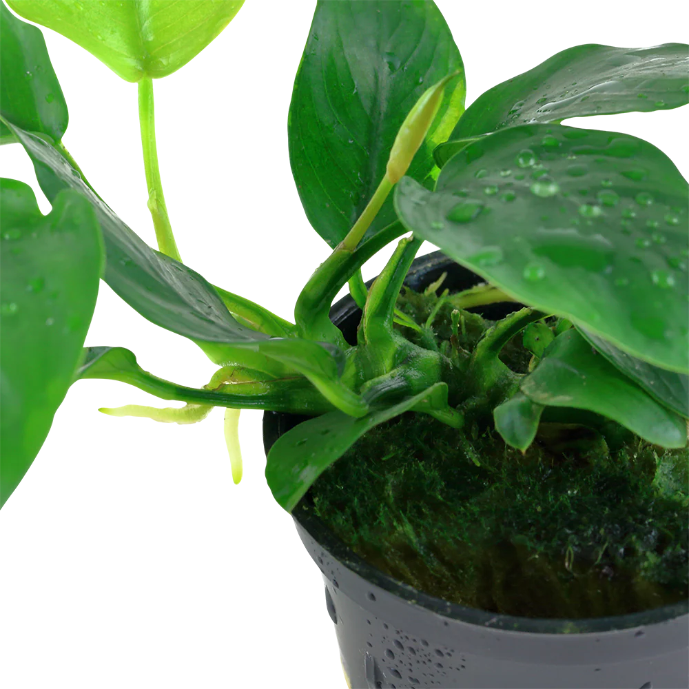 Anubias nana AQUADIP - Image 4