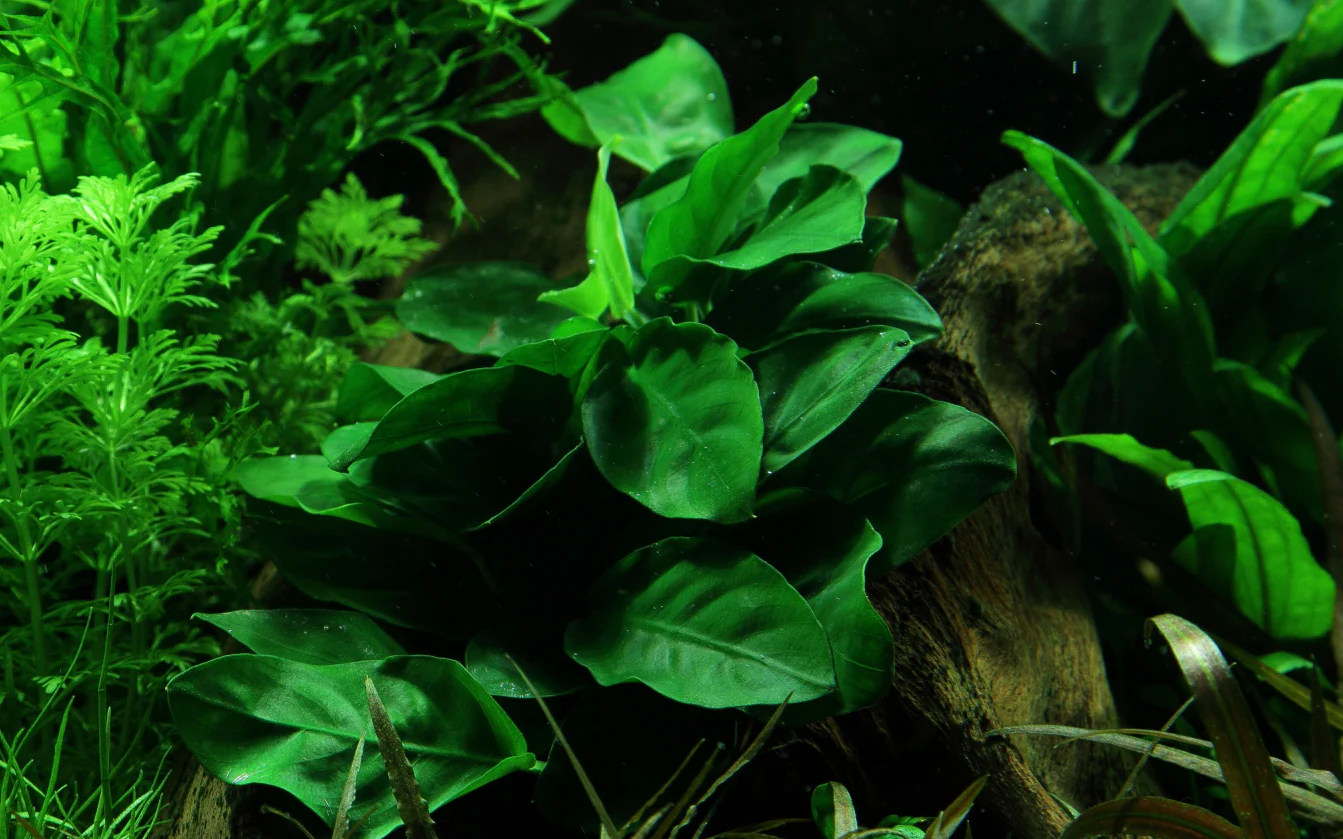 Anubias nana AQUADIP - Image 5