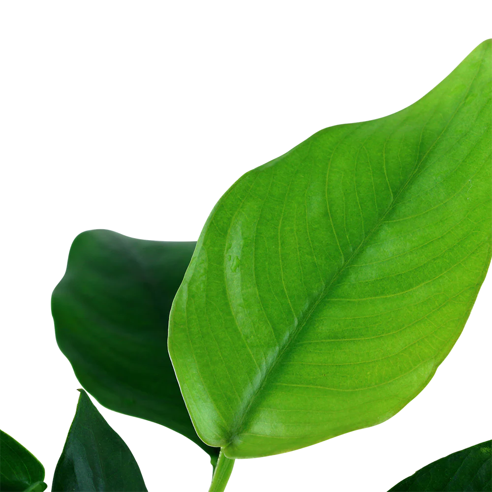 Anubias nana AQUADIP - Image 6