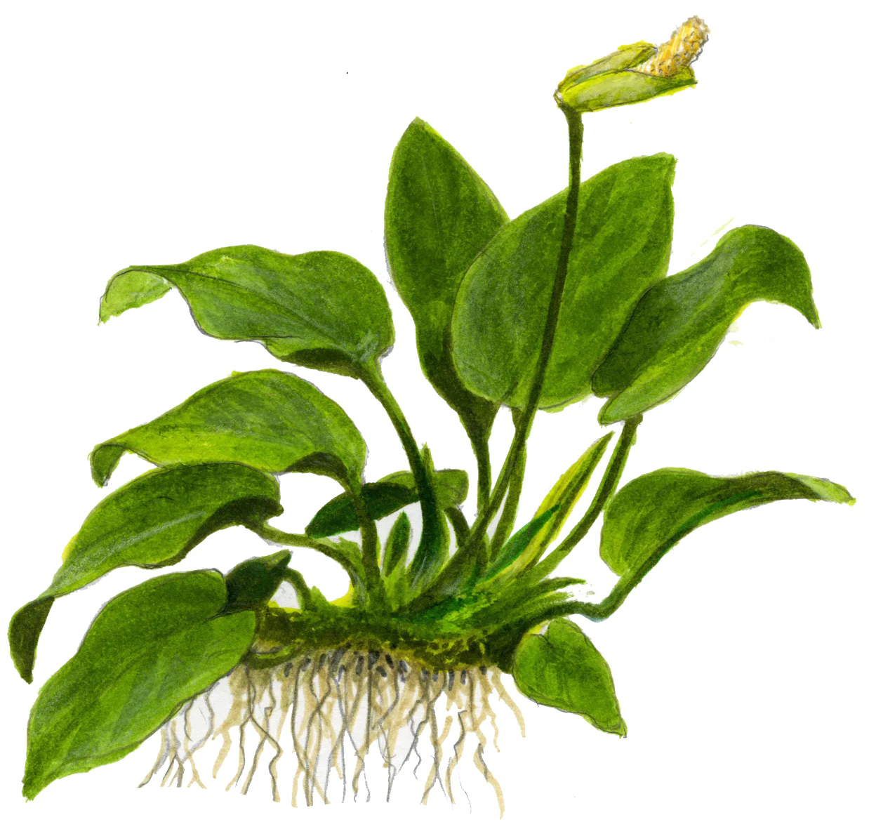 Anubias nana on Lava Rock Tropica - Image 6