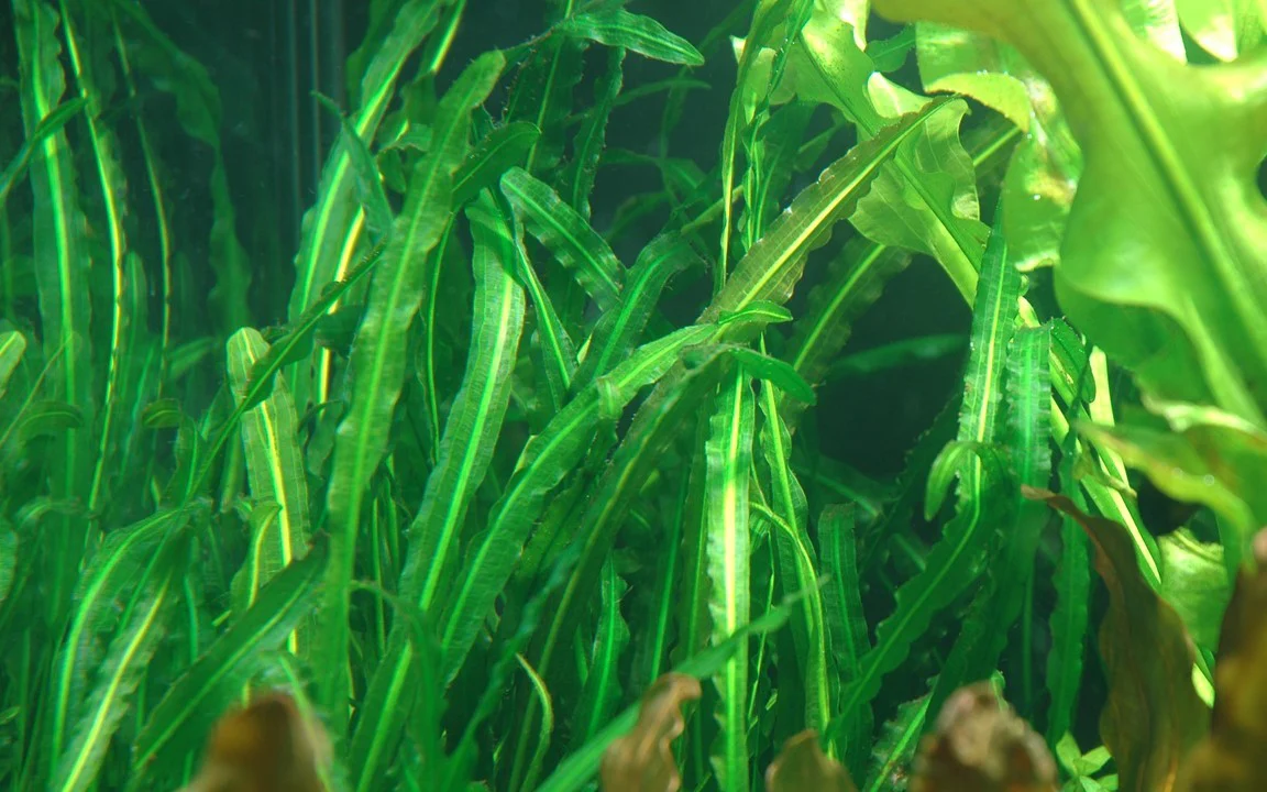 Aponogeton longiplumulosis BULB AQUADIP - Image 3