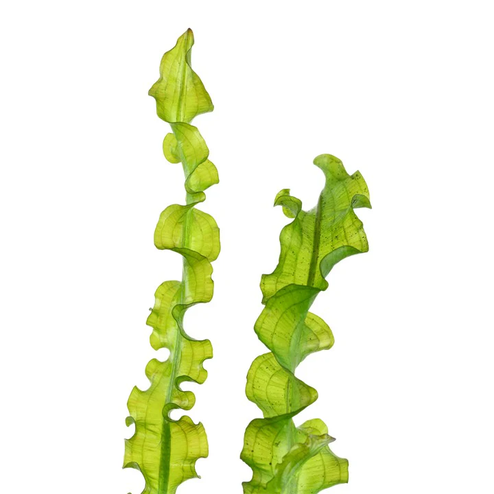 Aponogeton longiplumulosis BULB AQUADIP - Image 4