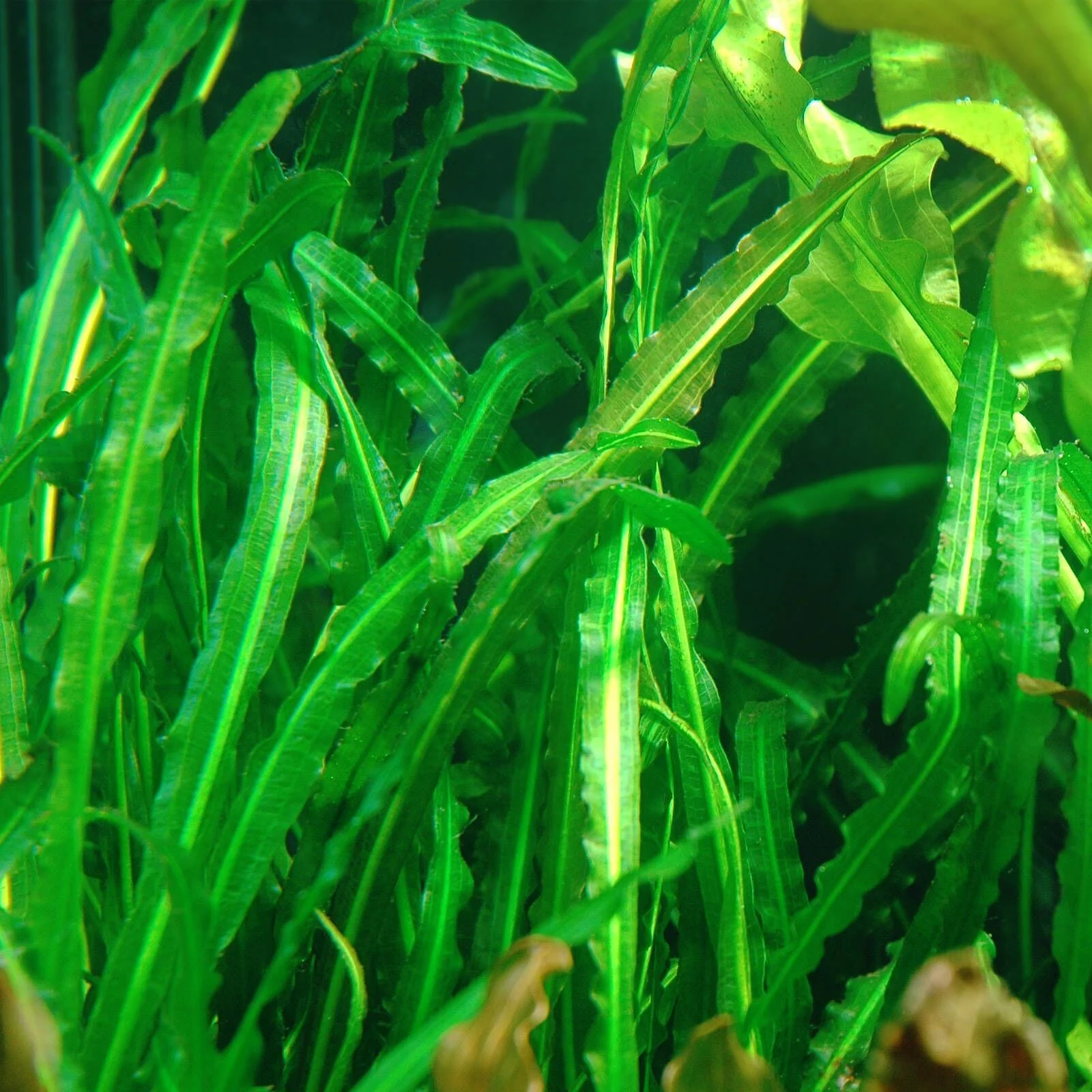 Aponogeton longiplumulosis BULB AQUADIP - Image 5