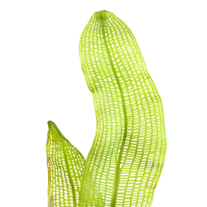 Aponogeton madagascariensis BULB AQUADIP - Image 3