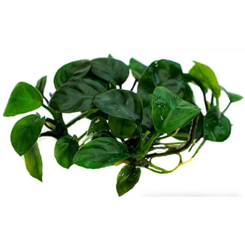 Aquadip Anubias sp. Nangi In-Vitro - Image 3