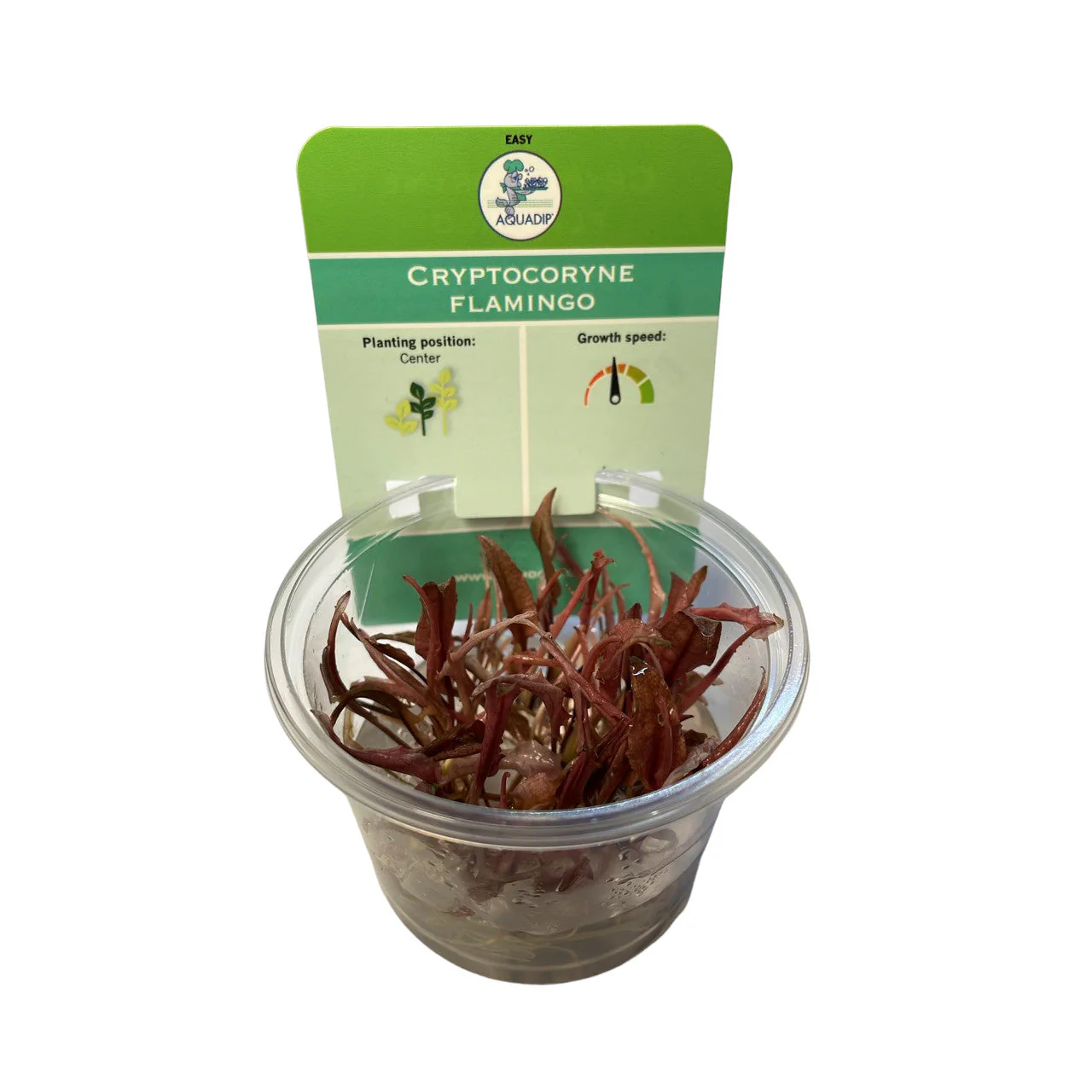 Aquadip Cryptocoryne Flamingo In-Vitro - Image 3