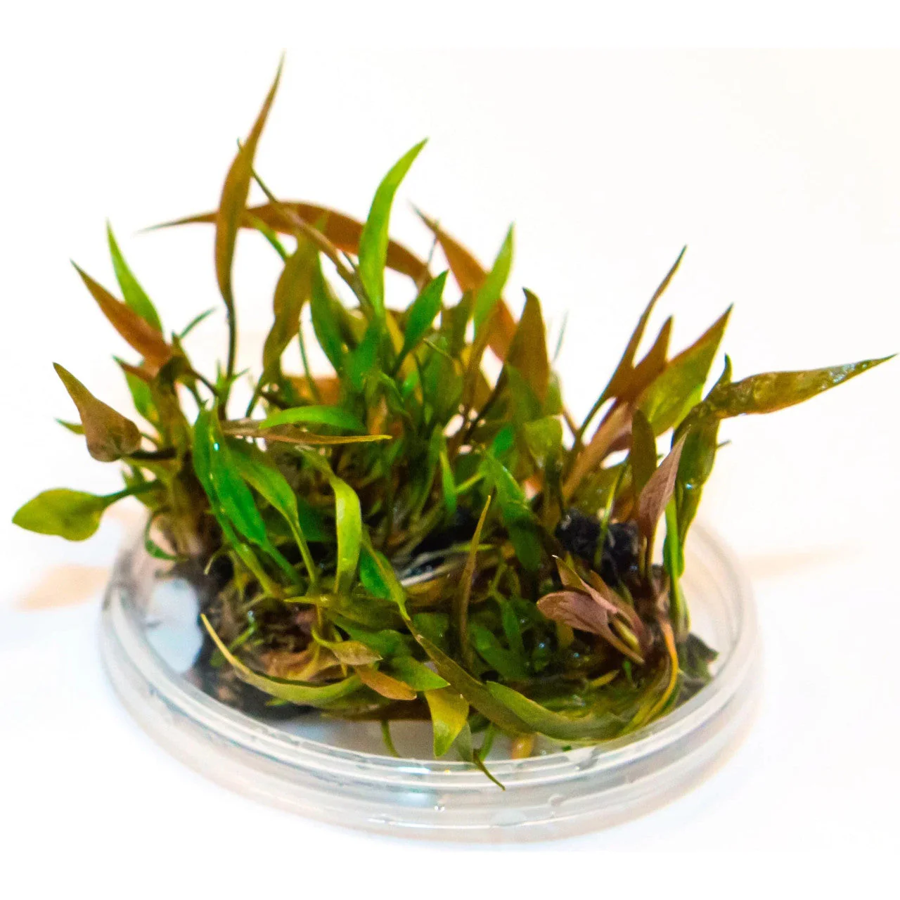 Aquadip Cryptocoryne petchii 'Pink' In-Vitro - Image 3
