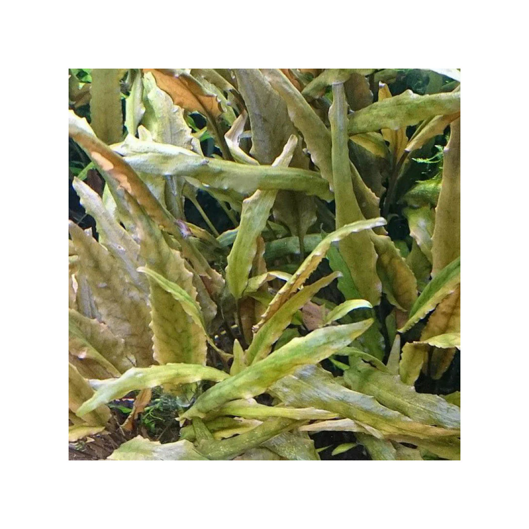 Aquadip Cryptocoryne petchii 'Pink' In-Vitro - Image 4
