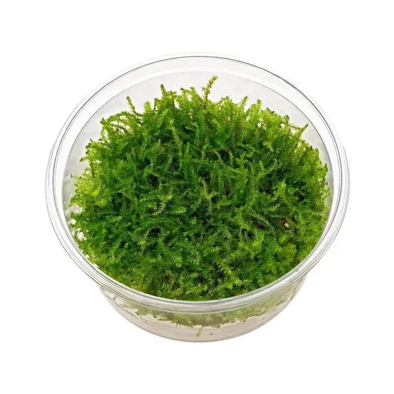 In-Vitro Plants