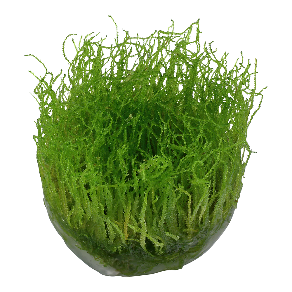Tropica Taxiphyllum barbieri Java Moss 1-2-GROW - Image 3