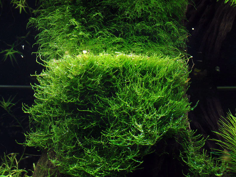 Tropica Taxiphyllum barbieri Java Moss 1-2-GROW - Image 4