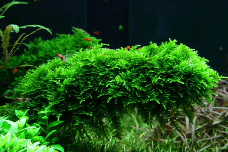Tropica Vesicularia montagnei Christmas Moss 1-2-GROW - Image 3