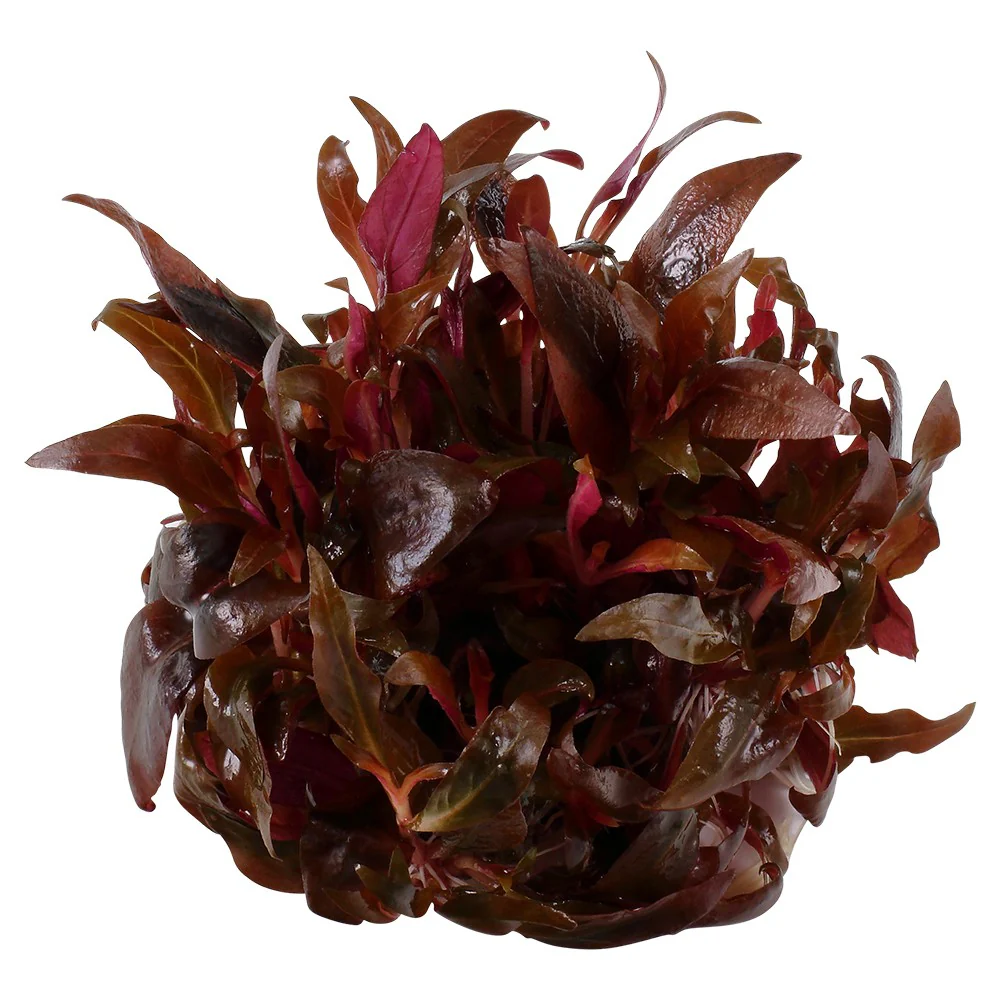 Aquafleur Alternanthera reineckii Easy Grow - Image 2