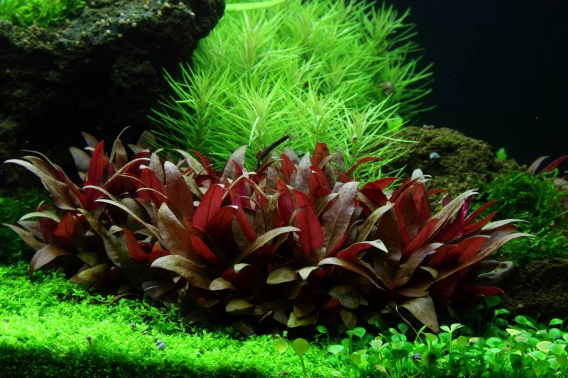 Aquafleur Alternanthera reineckii Easy Grow - Image 4