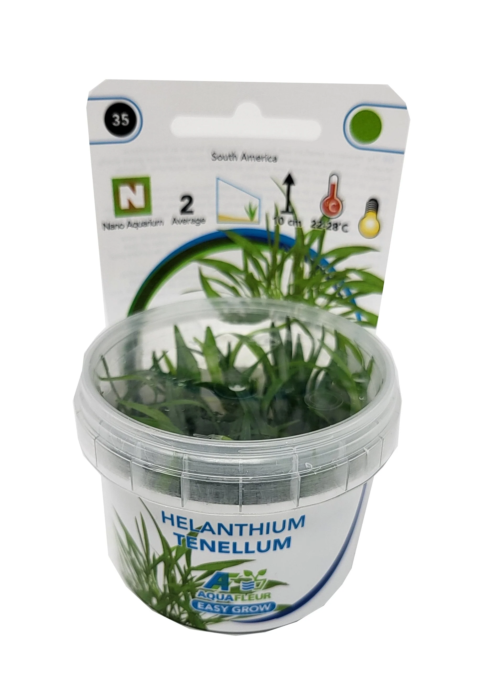 Aquafleur Helanthium tenellum Easy Grow