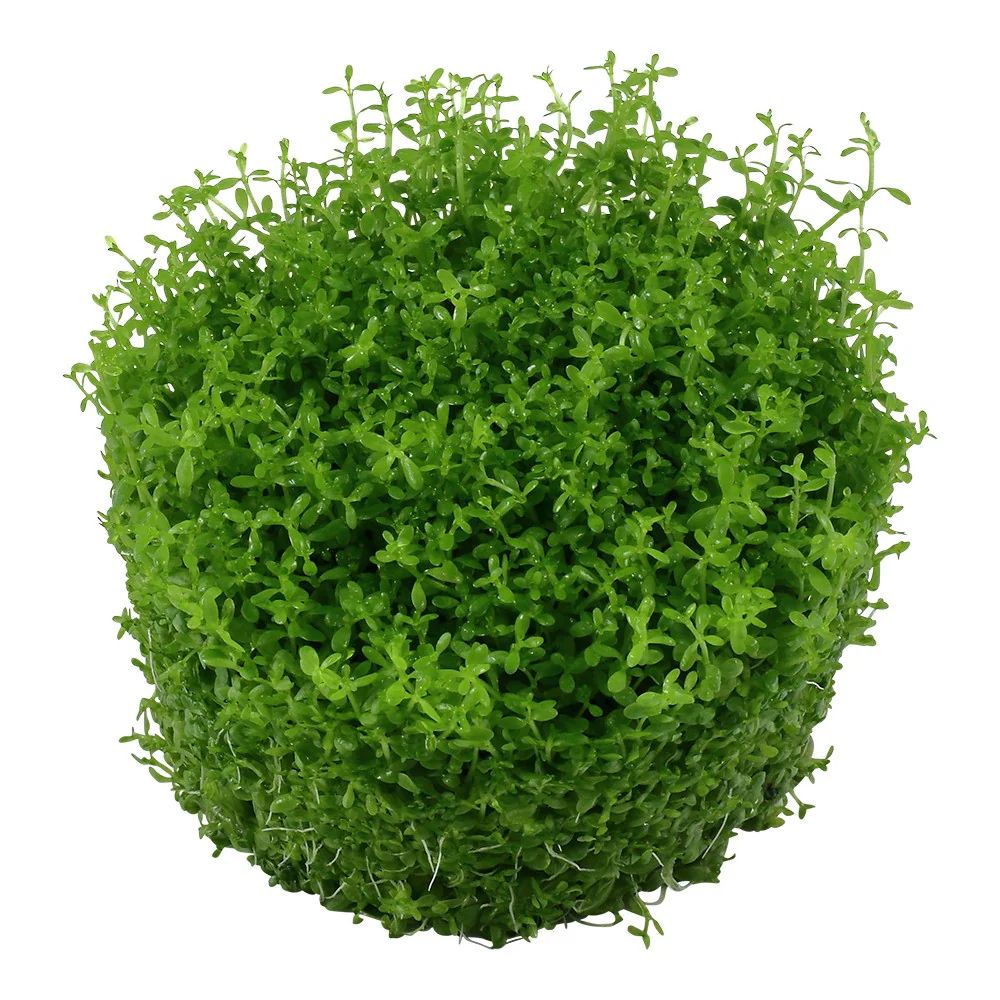 Aquafleur Hemianthus calitrichoides Easy Grow - Image 2