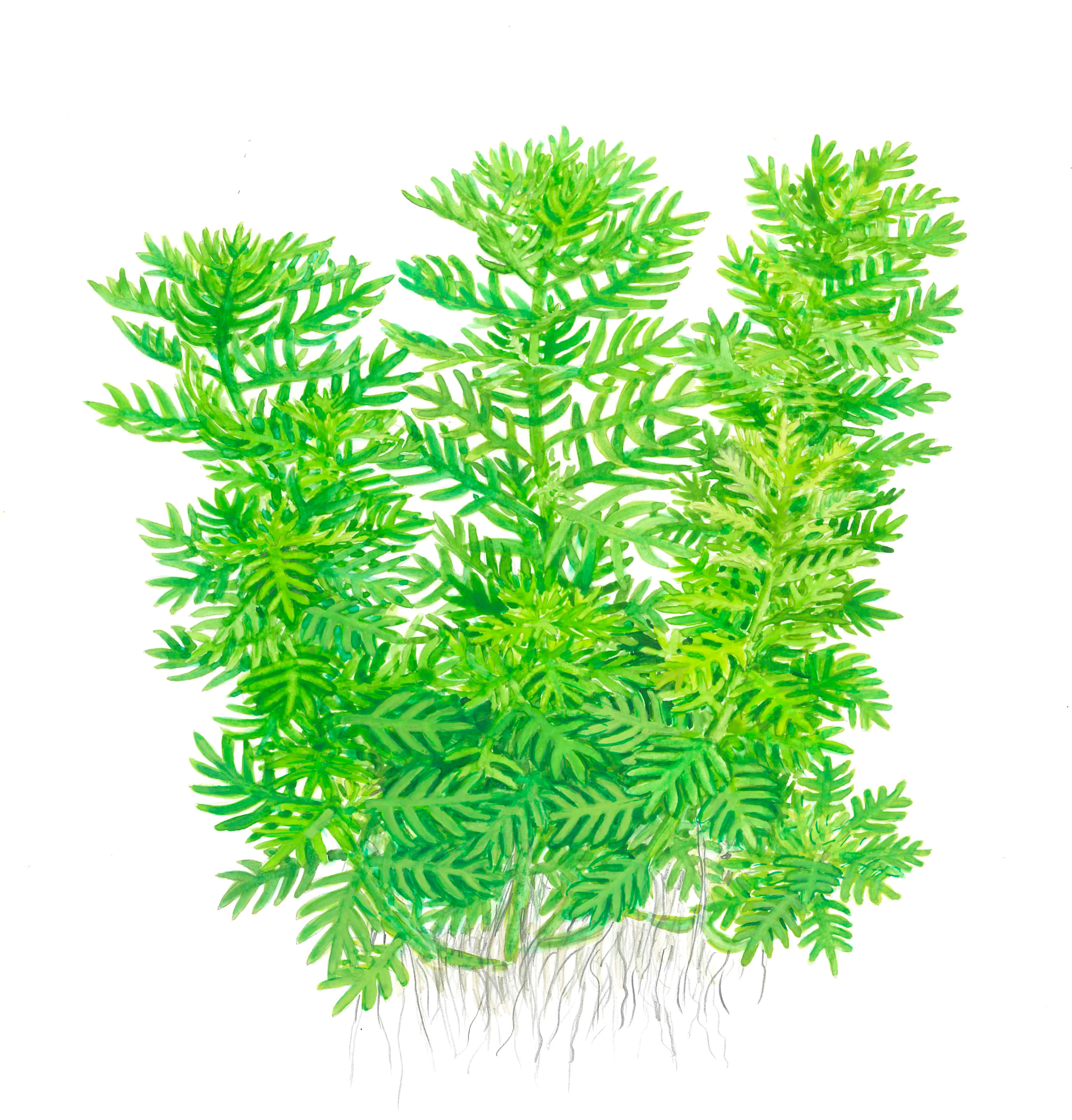Aquafleur Hottonia palustris Easy Grow - Image 5