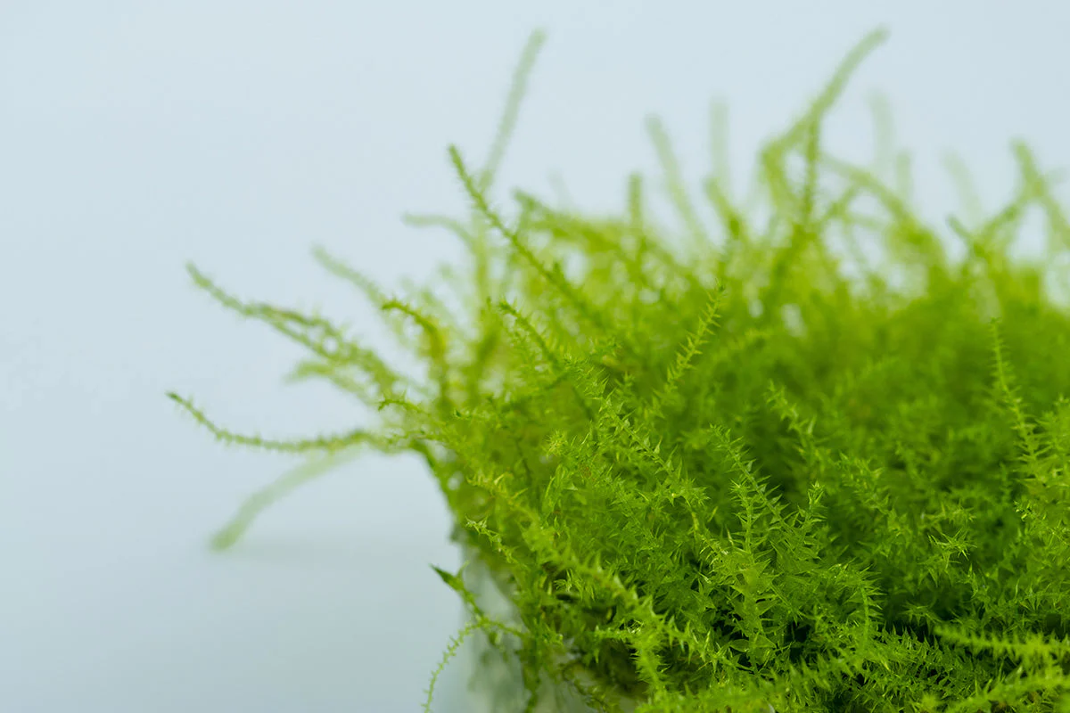 Tropica Leptodictyum riparium Moss 1-2-GROW - Image 3
