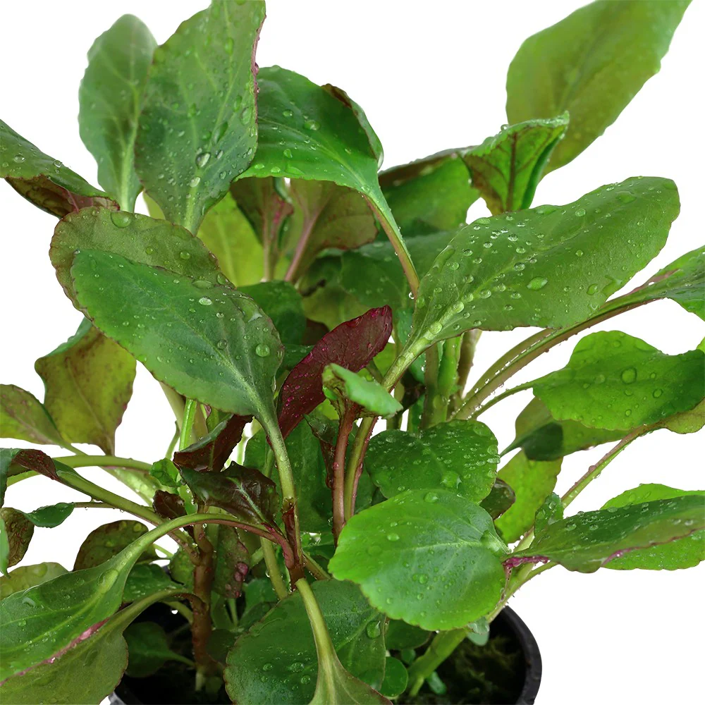 Aquafleur Lobelia cardinalis Easy Grow - Image 3