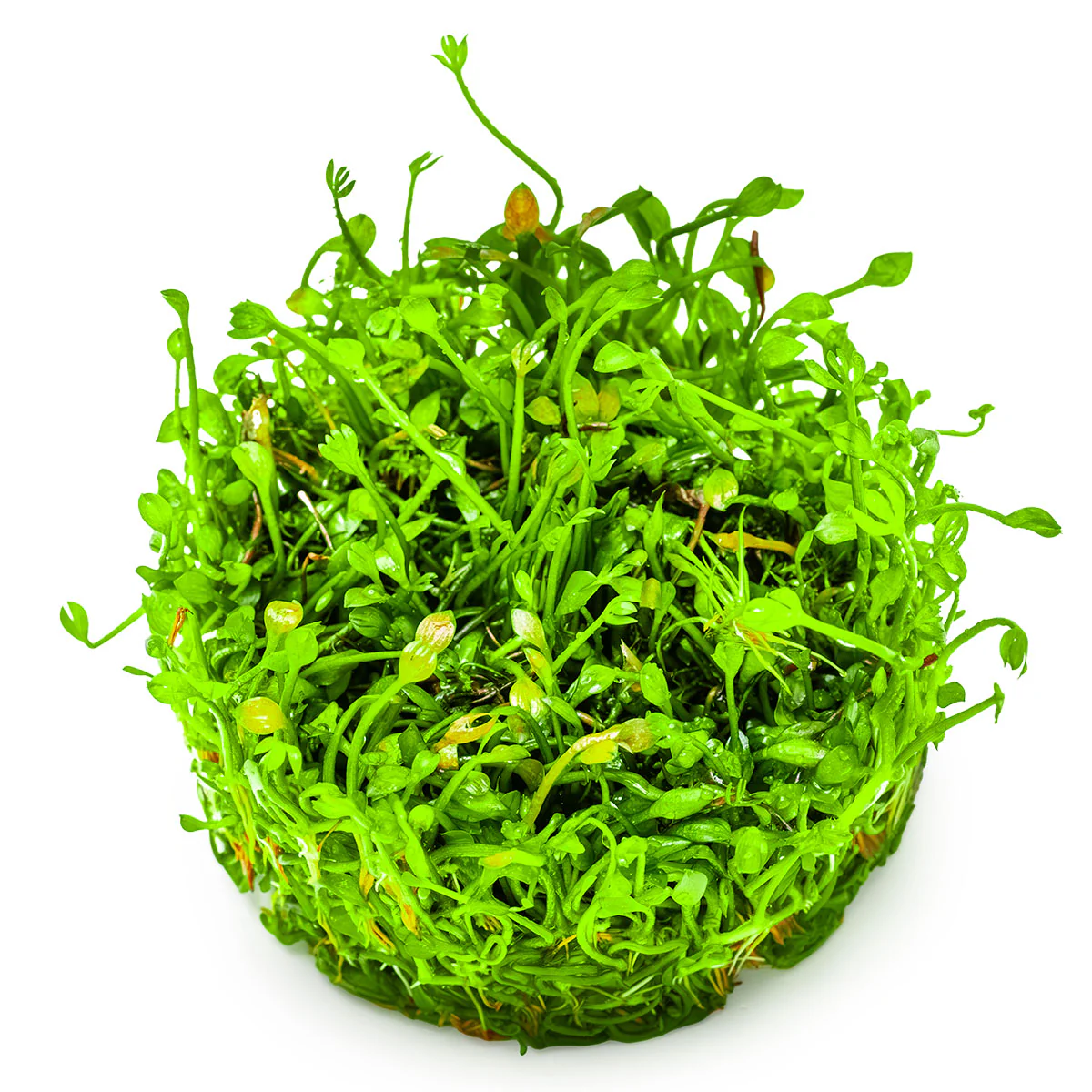 Aquafleur Marsilea crenata Easy Grow - Image 5