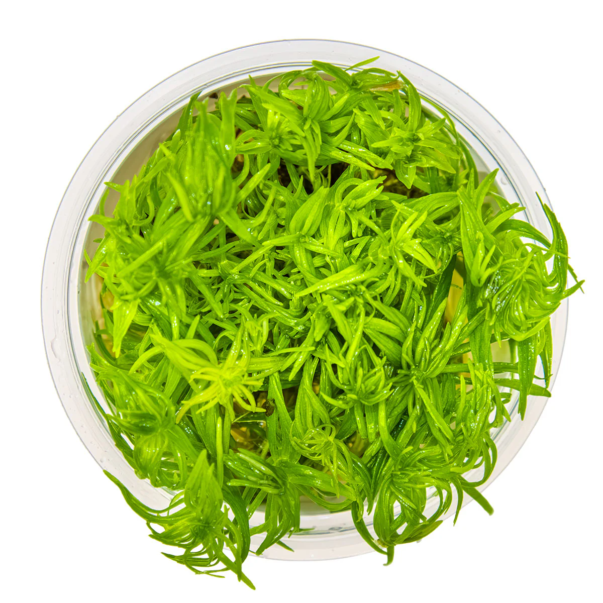 Aquafleur Pogostemon erectus Easy Grow - Image 2