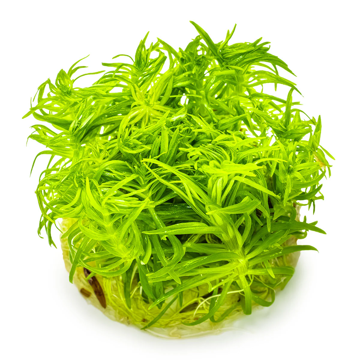 Aquafleur Pogostemon erectus Easy Grow - Image 3