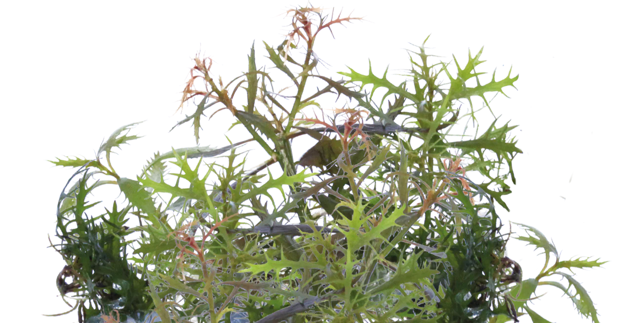 Aquafleur Proserpinaca palustris Easy Grow - Image 2