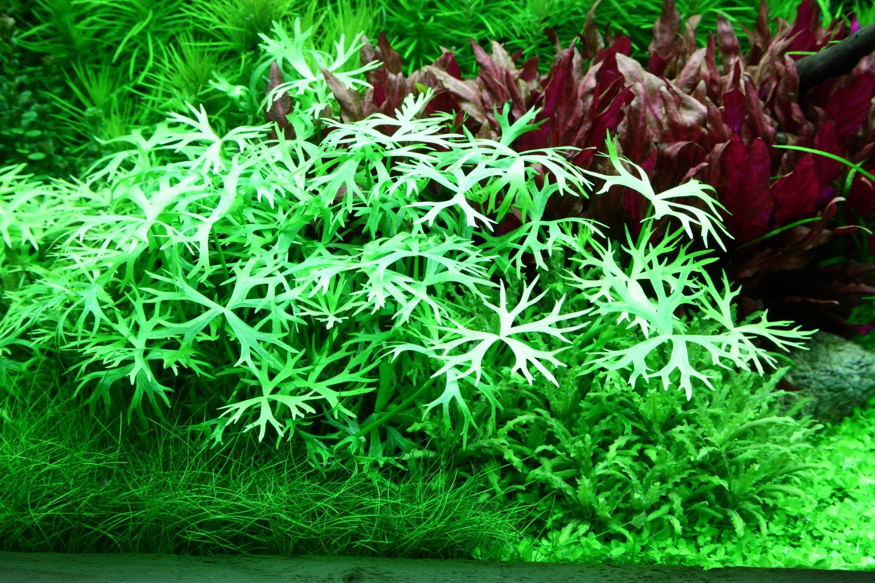 Aquafleur Ranunculus inundatus Easy Grow - Image 3