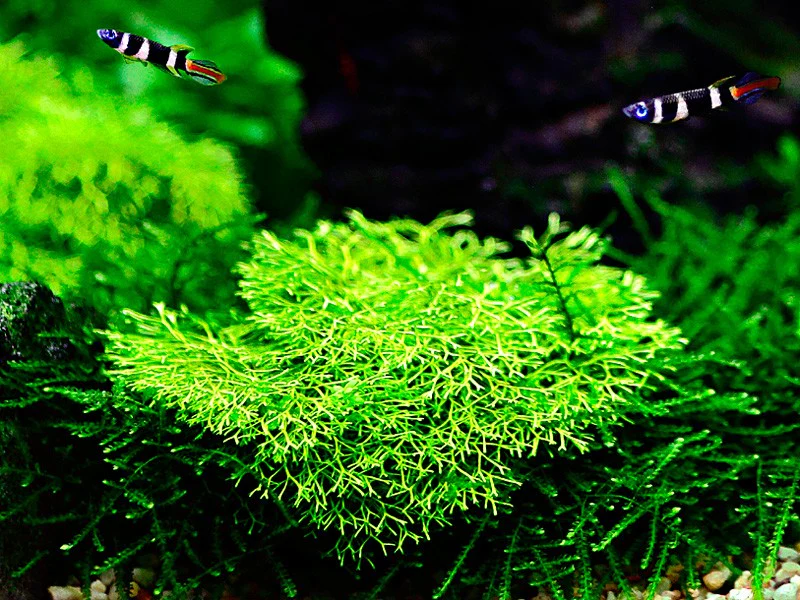 Aquafleur Riccia fluitans Easy Grow - Image 3