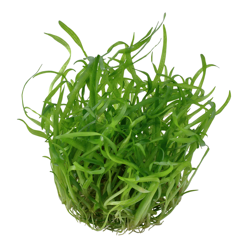 Dennerle Sagittaria subulata Plant-It - Image 3