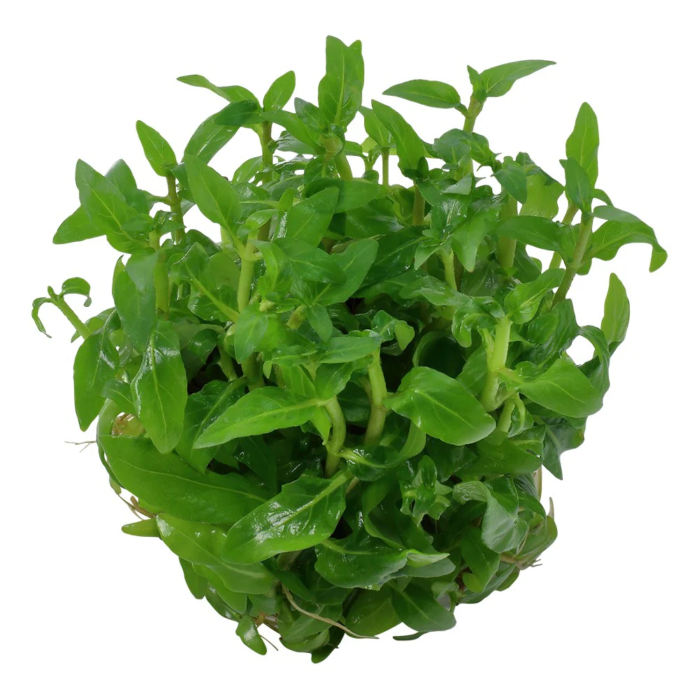 Aquafleur Staurogyne repens Easy Grow - Image 2