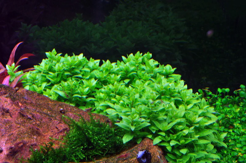 Aquafleur Staurogyne repens Easy Grow - Image 4