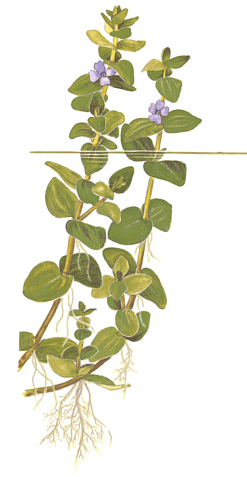 Bacopa caroliniana Tropica - Image 5