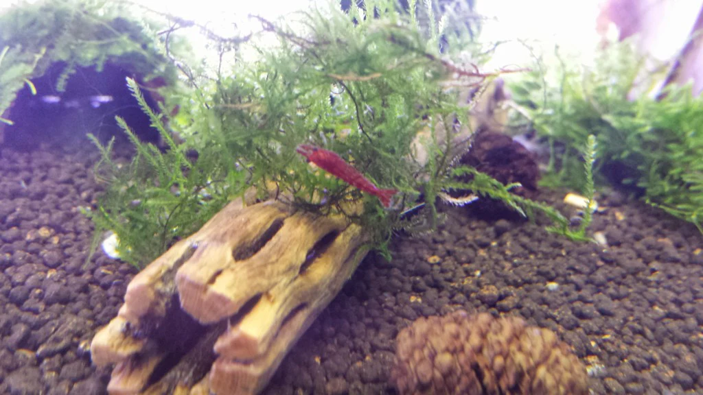 Bloody Mary Shrimp - Image 3