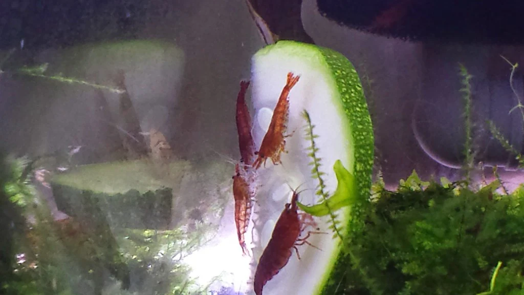 Bloody Mary Shrimp - Image 5