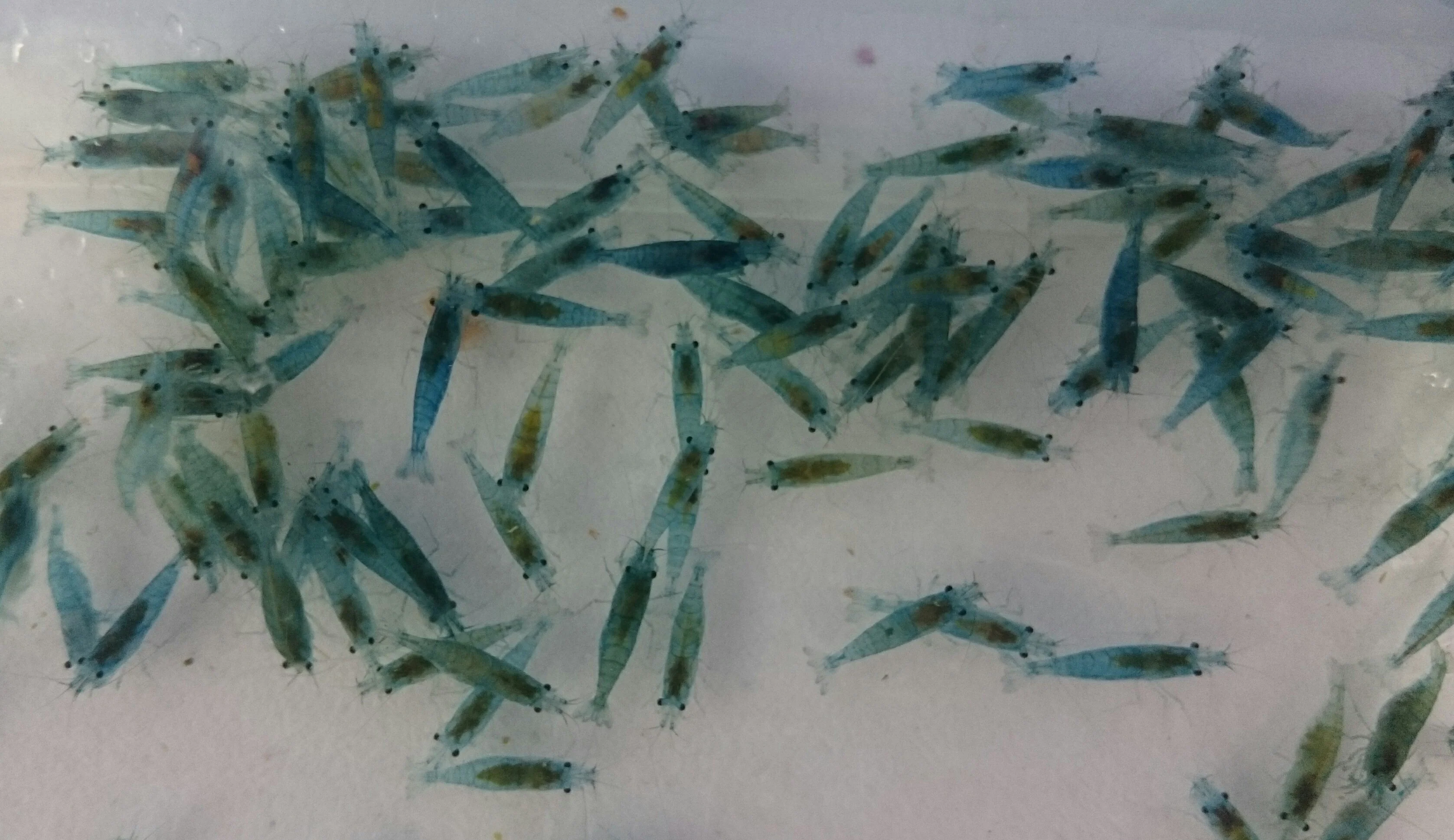 Blue Jelly Shrimp - Image 6