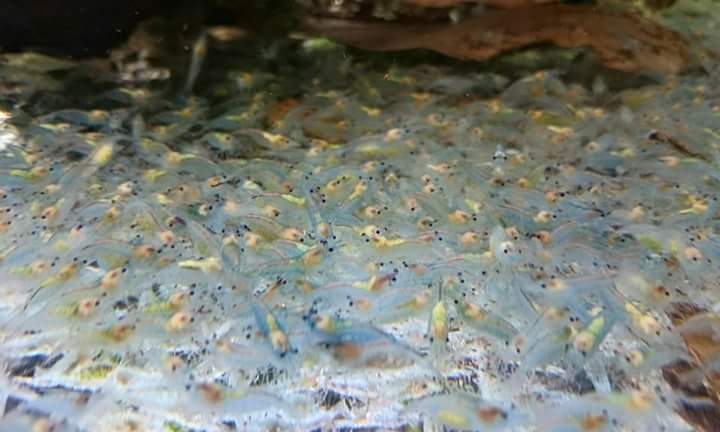 Blue Jelly Shrimp - Image 7