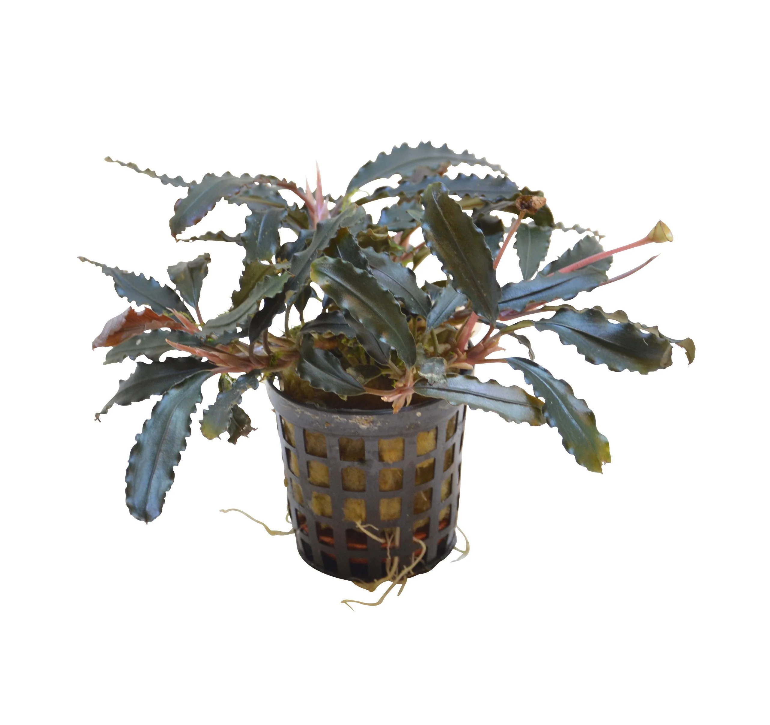 Bucephalandra biblis AQUADIP