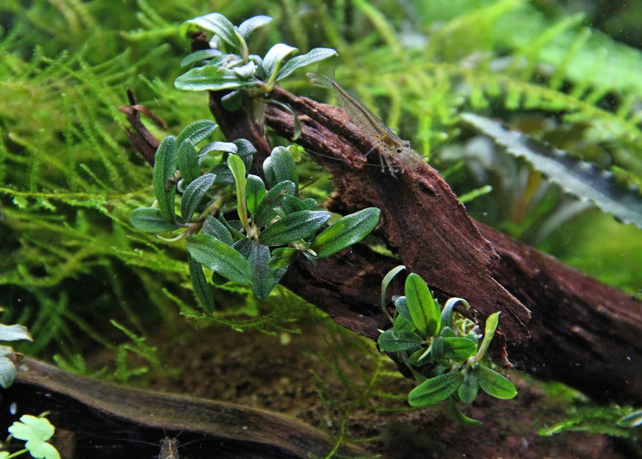 Bucephalandra caterina AQUADIP - Image 3