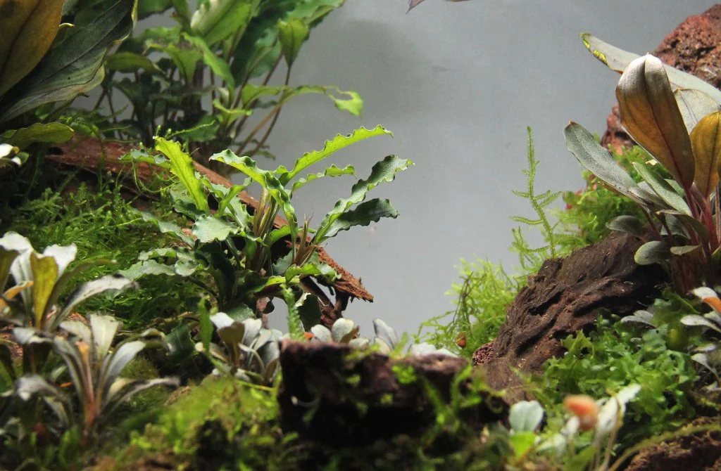 Bucephalandra Sintang AQUADIP - Image 5