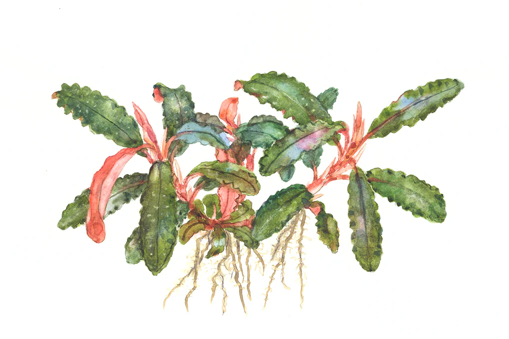 Bucephalandra sp. Red Tropica - Image 6
