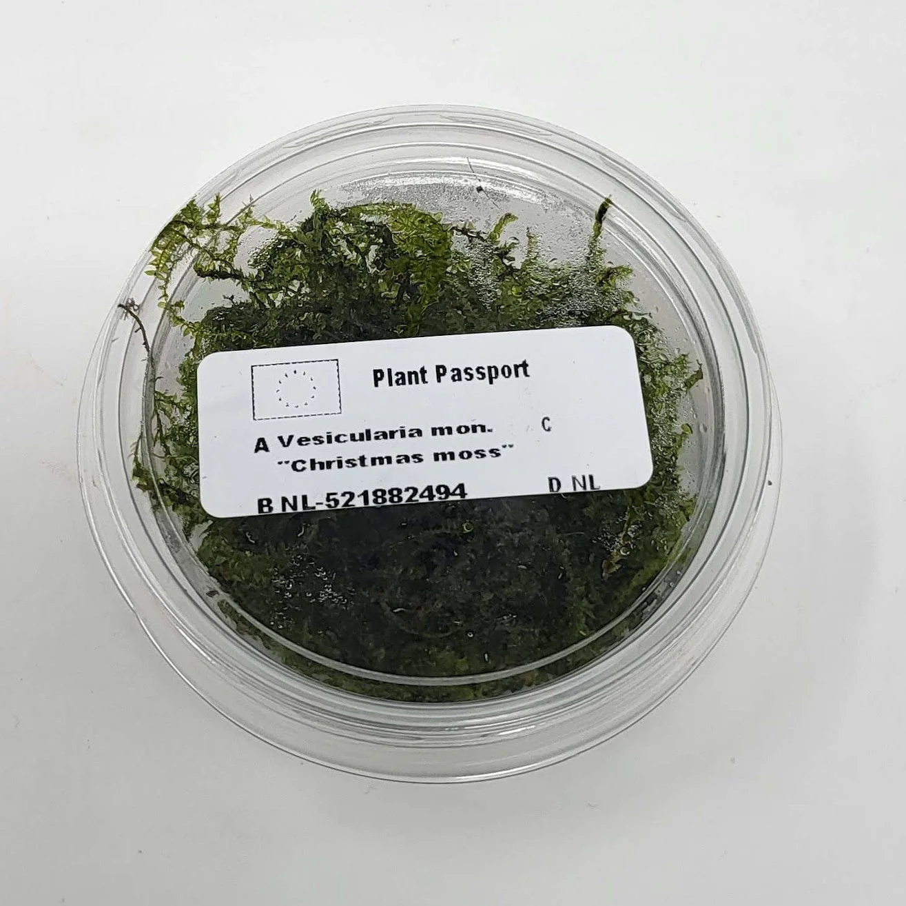 Christmas Moss in 80cc Cup AQUADIP - Image 2