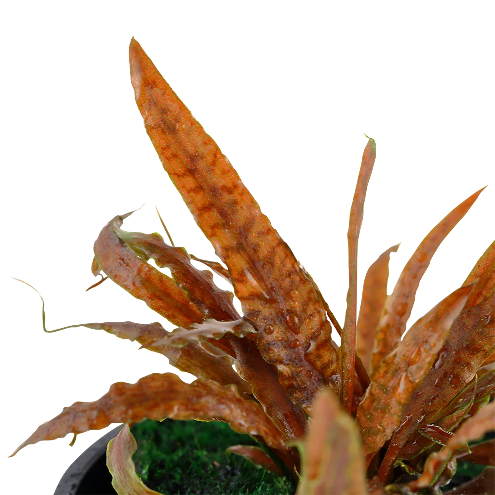 Cryptocoryne albida 'Brown' Tropica - Image 2