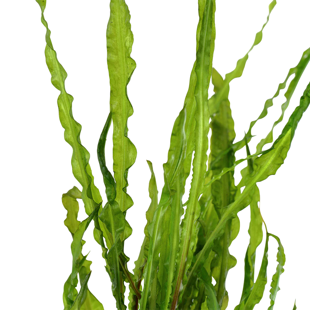 Cryptocoryne balansae AQUADIP - Image 3