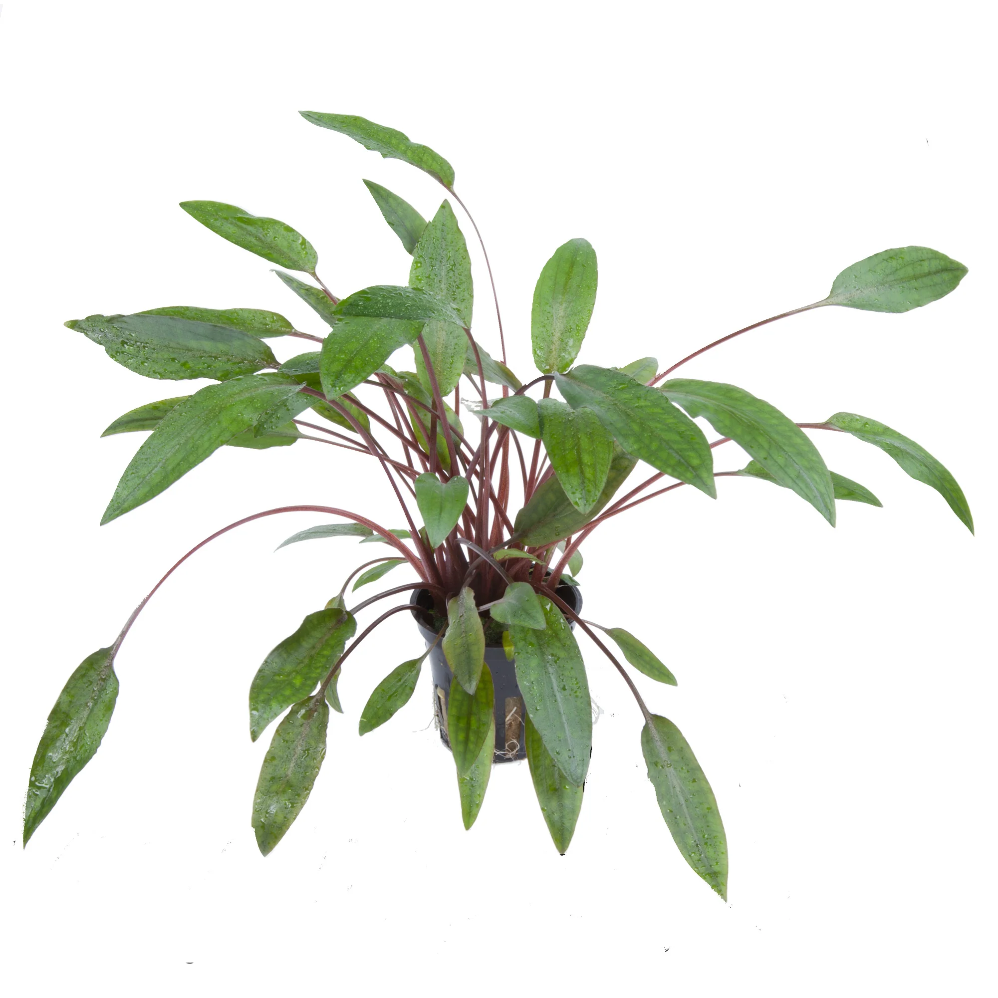 Cryptocoryne beckettii 'Petchii' Tropica - Image 3