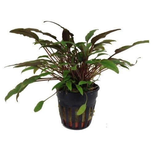 Cryptocoryne petchii AQUADIP - Image 2